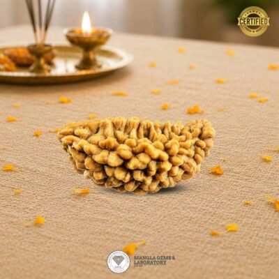1 mukhi rudraksh, certified rurdaksh