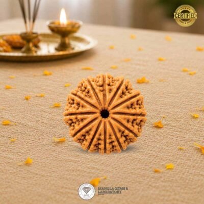 12 mukhi rudraksh nepali, certified rudraksh