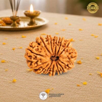 14 Mukhi Rudraksh (Nepali)
