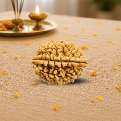 2 mukhi rudraksh, certified rurdaksh
