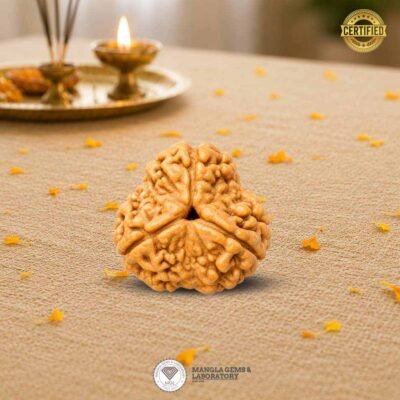 3 mukhi rudraksh, certified rurdaksh