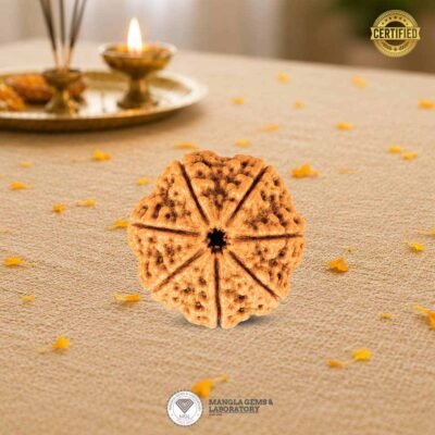 7 mukhi rudraksh, certified rurdaksh