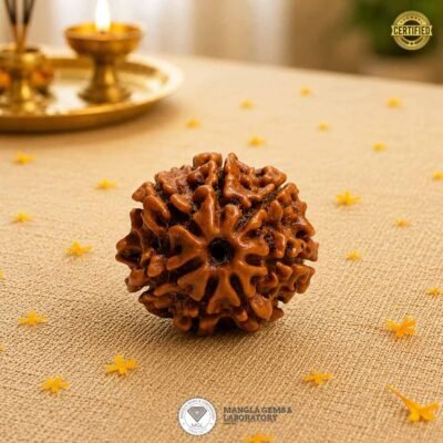 7 mukhi nepali rudraksha, natural certified nepali rudraksha, 1-14 mukhi rudraksh,ganesh gauri shankar, garbh gauri, siddha mala, natural certified rudraksha