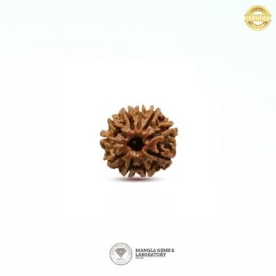 10 Mukhi Rudraksh (Nepali) RD10F-NP-LP-110