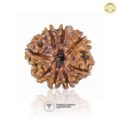 12 Mukhi Rudraksh (Nepali) RD12F-NP-LP-112
