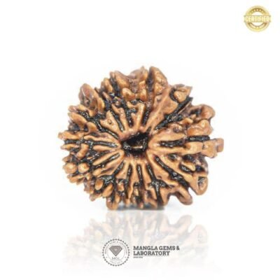 13 Mukhi Rudraksh (Nepali) RD13F-NP-LP-113