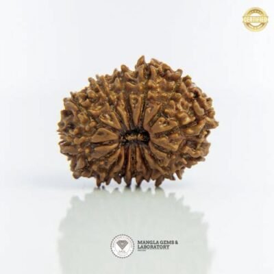14 Mukhi Rudraksh (Nepali) RD14F-NP-LP-114