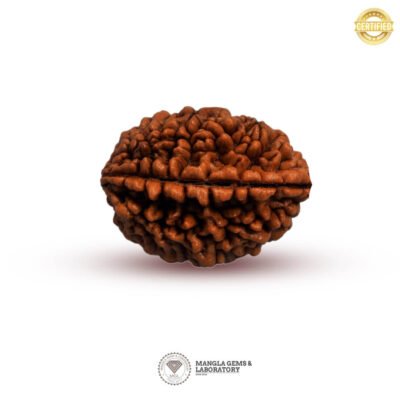 2 Mukhi Rudraksh (Nepali) RD2F-NP-LP-102