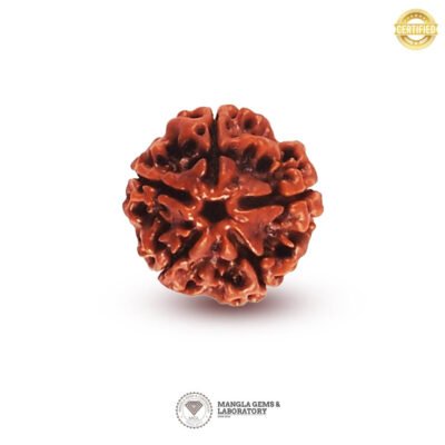 5 Mukhi Rudraksh (Nepali) RD5F-NP-LP-105