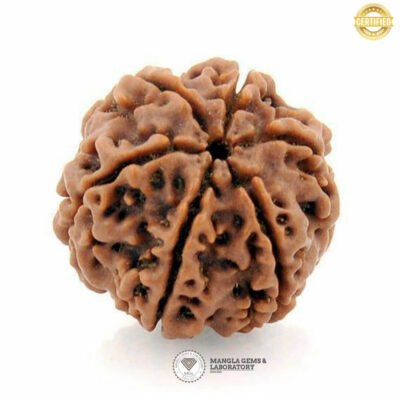 6 Mukhi Rudraksh (Nepali)  RD6F-NP-LP-106
