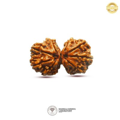 Garbh Gauri  Rudraksh (NEPALI)   RDGS-NP-LP-116