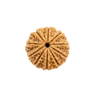 10 Mukhi