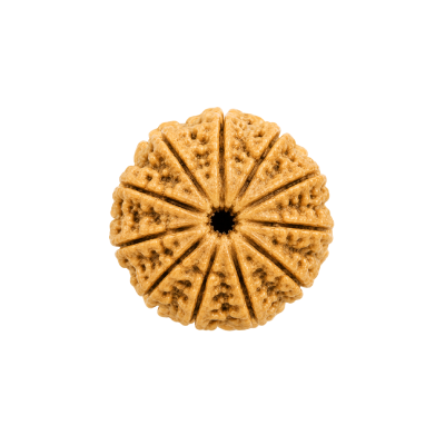 11 Mukhi