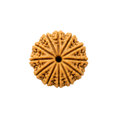 12 Mukhi