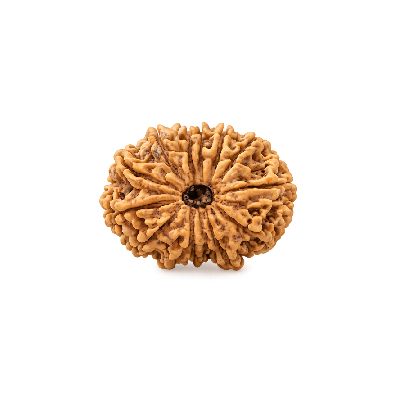 13 Mukhi