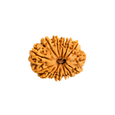 14 Mukhi