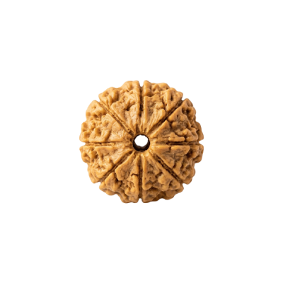 8 Mukhi